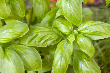Fresh basil leave