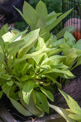 Longevity spinach