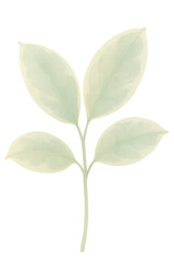 Obraz premium ficus elastica branch watercolor illustration PNG transparent background isolated