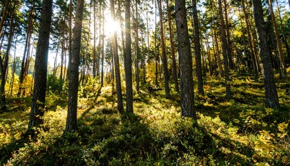 Fototapeta premium Sunlight filters through pine trees
