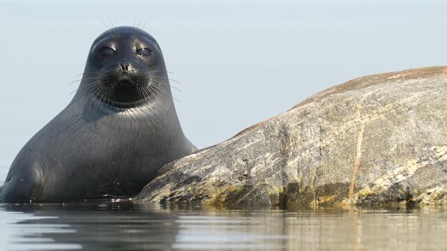 A Charming Seal Enjoys Its Relaxing Time on a Rock by the Waters Edge