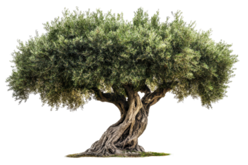 Beautiful olive tree with twisted trunk captured in gigapixel quality during bright daylight in a serene outdoor setting