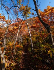 Autumn Foliage Trail in Woods