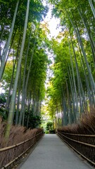 Bamboo Forest Path Japan