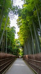 Bamboo Forest Path, Japan