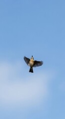 Bird in Flight Brown Bird Soaring Against Blue Sky.