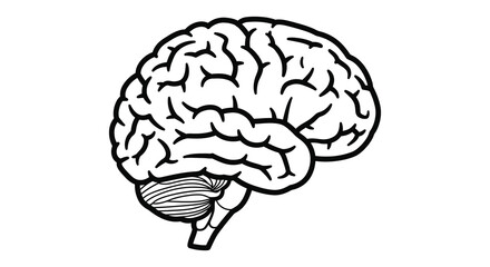 A detailed illustration of a human brain with visible cerebrum and cerebellum
