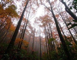Autumn Forest Canopy View (2)