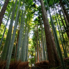 Bamboo Forest Path Upward View