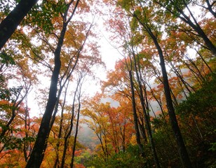 Autumn Forest Canopy View
