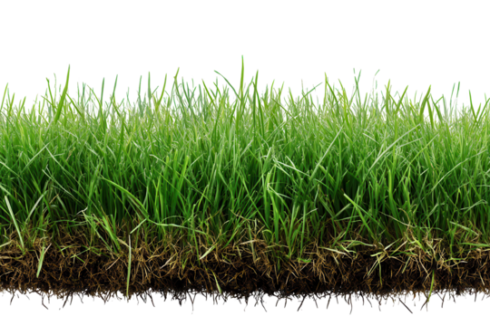 Lush green grass carpet with rich roots showcasing vibrant textures in an isolated setting for decorative or landscaping purposes