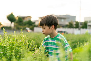 バジルを収穫する男の子