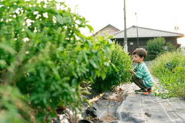 バジルを収穫する男の子