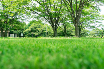 芝生のある公園