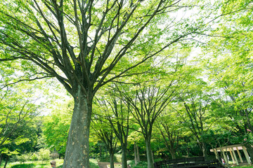 新緑の木々