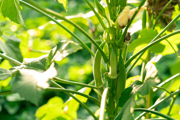 オクラの花と実