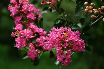 真夏の青空に映える