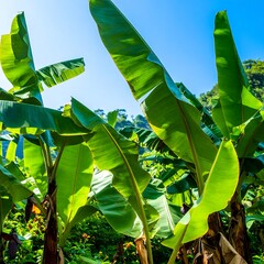 Banana Plantation View