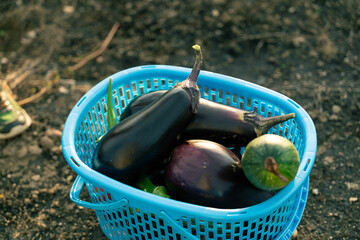 収穫した夏野菜