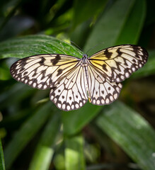 Obraz premium Paper kite butterfly, also known as the rice paper butterfly, large tree nymph butterfly (Idea leuconoe)