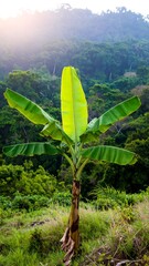 Banana Tree in Tropical Forest (1)