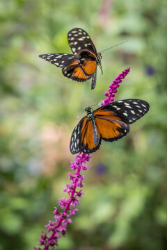 Heliconius butterflies in a mating dance.