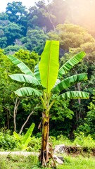 Banana Tree in Tropical Forest
