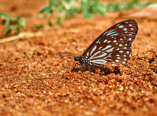 A beautiful butterfly standing in the garden.