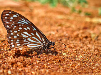 A beautiful butterfly standing in the garden.