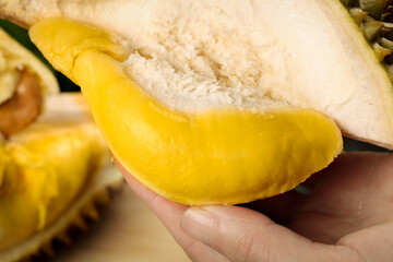 Fresh Durian Fruit Slice in Hand Showing Golden Yellow Flesh and Creamy White Pulp Interior