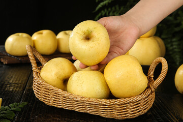 Fresh Golden Apples in Wicker Basket - Hand Picking Ripe Fruit from Harvest Collection