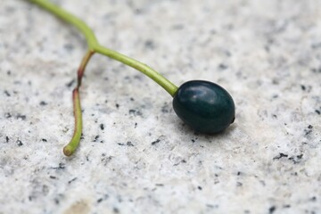 Alangium platanifolium var. trilobum, Bakjwi-namu bluish drupe fruit with smooth surface. Photographed in Korea.