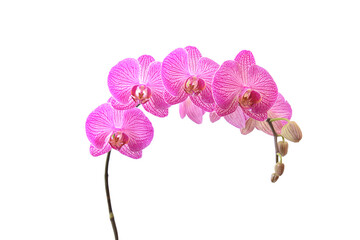 Purple beautiful flowers of orchid isolated on white
