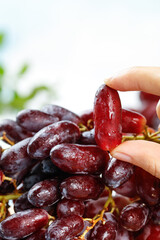 Fresh Red Grapes from Yunnan China - Hand Holding Premium Imported Fruit with Water Droplets