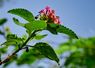 Beautiful pink lantana flowers with green leaves.