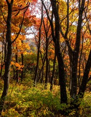 Autumn Forest Landscape View