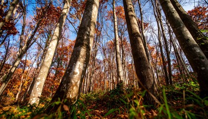 Autumn Forest Low Angle View