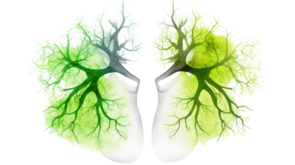 Lungs Contrast to Tree Branches Symbolizing Life and Nature Isolated on White Background