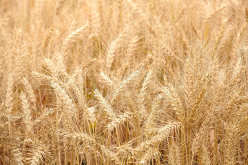 Ripe Golden Wheat Field Ready for Harvest in Agricultural Farmland