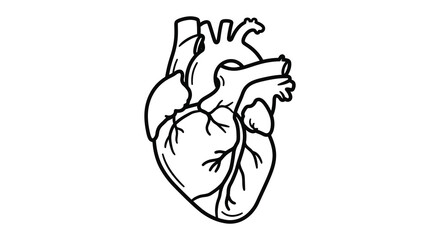 A detailed illustration of a human heart from the front view