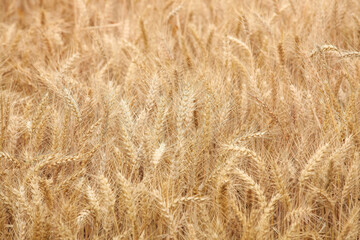 Golden ripe wheat sheaves in idyllic farmland ready for harvest season