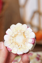 Glutinous Sweet Corn Cross-Section with Purple and White Kernels from Yunnan China