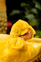 Fresh Golden Durian Fruit with Creamy Flesh and Shell - Exotic Tropical Asian Delicacy