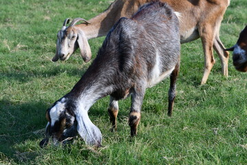 mother and baby Nubian goat doe blue roan dairy milking goat