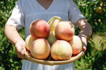 Fresh Peaches in Basket Held by Grower's Hands in Sunny Orchard