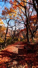 Autumn Forest Path in Fall