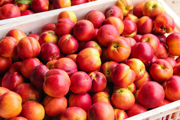 Fresh Red-Skinned Nectarines from Shaanxi Orchards in Wooden Harvest Crate