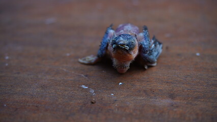 Newborn Baby Bird Without Feathers in Nest - The tiny chick shows delicate skin and closed eyes, representing early stages of bird life and natural growth 