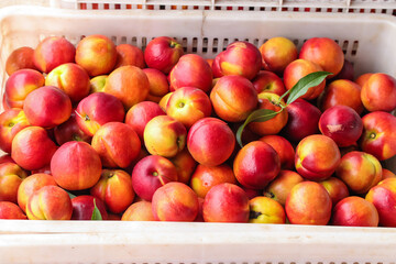 Fresh Nectarines from Shaanxi Province Dalian Orchard in Harvest Crates