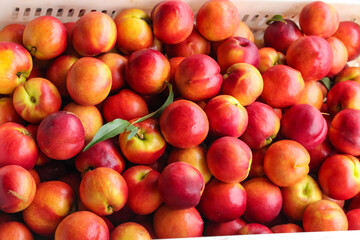 Fresh Nectarines from Shaanxi Province Orchard Production Display in Dalian China